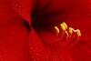 Amaryllis